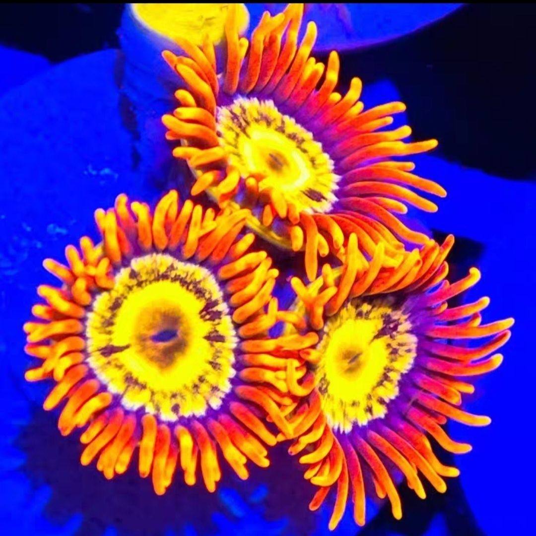 金芯橙红纽扣珊瑚新手缸入门海水缸人工生物软体lps海水生物拼盘,淘宝优惠券,粉丝福利购,淘宝优惠卷