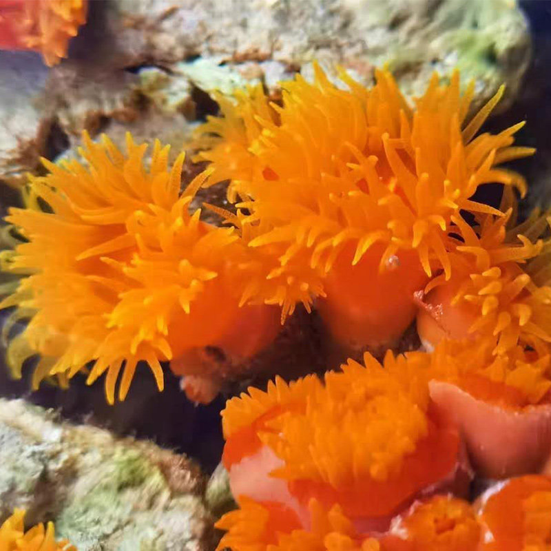 橙红太阳花珊瑚新手缸易养活炮仗花珊瑚lps软体珊瑚海缸造景拼盘,淘宝优惠券,粉丝福利购,淘宝优惠卷