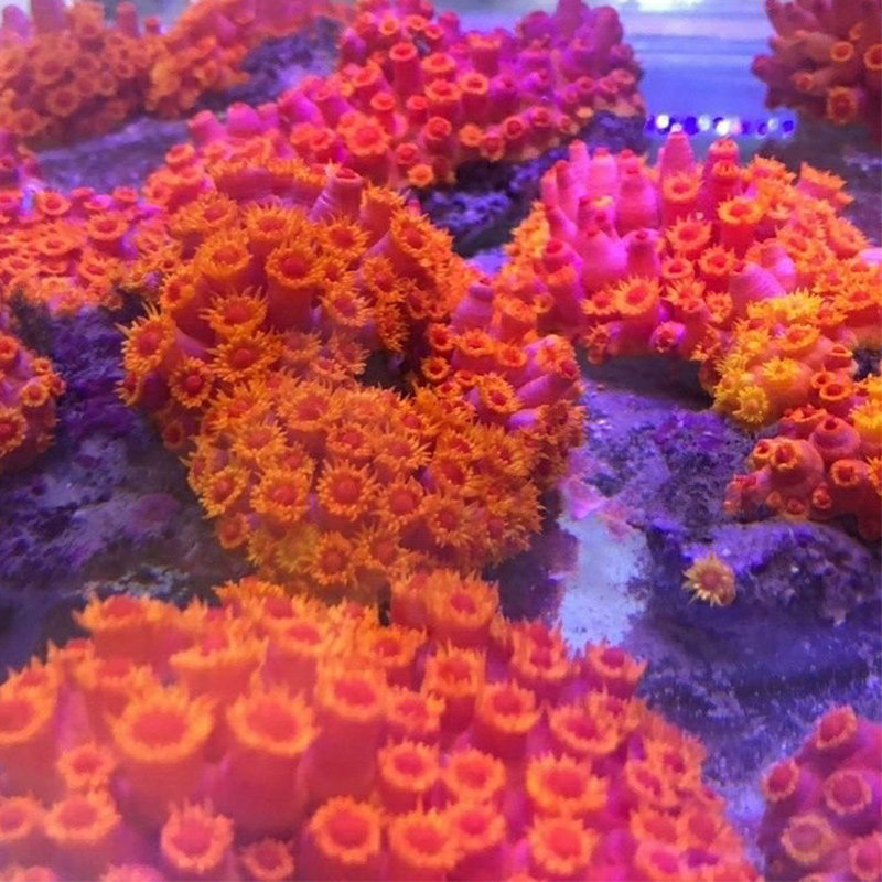 橙红太阳花珊瑚新手缸易养活炮仗花珊瑚lps软体珊瑚海缸造景拼盘,淘宝优惠券,粉丝福利购,淘宝优惠卷