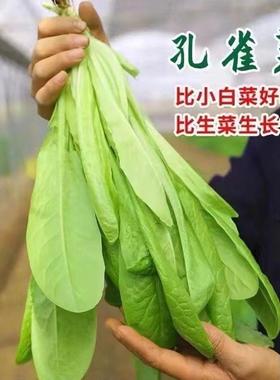 孔雀菜种孖生吃脆甜高营养直立长寿生菜春秋播种盆栽大田沙拉蔬菜