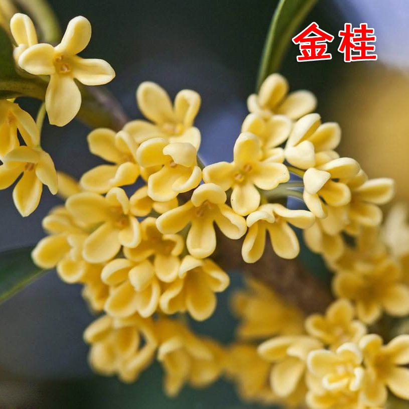 四季阳台花卉金桂花树苗盆栽观花植物庭院室内花客厅好养浓香型-图0