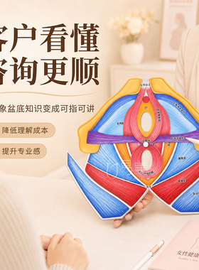 四层盆底教具女性盆底肌结构模型产康护理培训教学健康咨询讲解