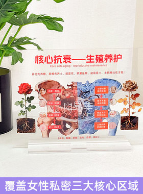 生殖养护科普亚克力摆件核心抗衰女性健康机构陈列展示讲解道具用