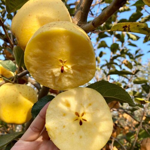 嫁接维纳斯黄金苹果树果苗晚熟南北方庭院盆栽地栽奶油大苹果树苗 - 图3