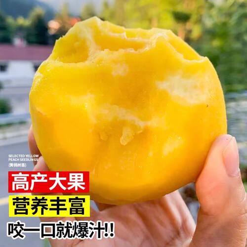 阳山水蜜桃树苗嫁接黄桃树当年结果南方北方种植桃树果苗 - 图2