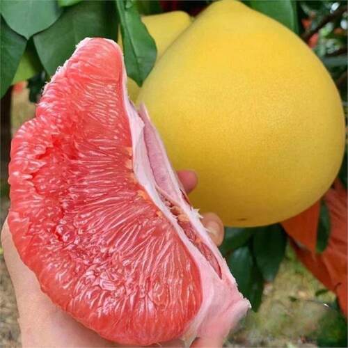 琯溪红心蜜柚苗 正宗红肉蜜柚苗 红心蜜柚树苗 嫁接红心柚子树苗 - 图1