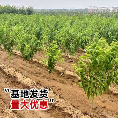 阳山水蜜桃树苗嫁接黄桃树当年结果南方北方种植桃树果苗 - 图1