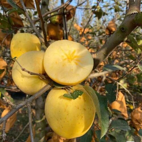 嫁接维纳斯黄金苹果树果苗晚熟南北方庭院盆栽地栽奶油大苹果树苗 - 图0