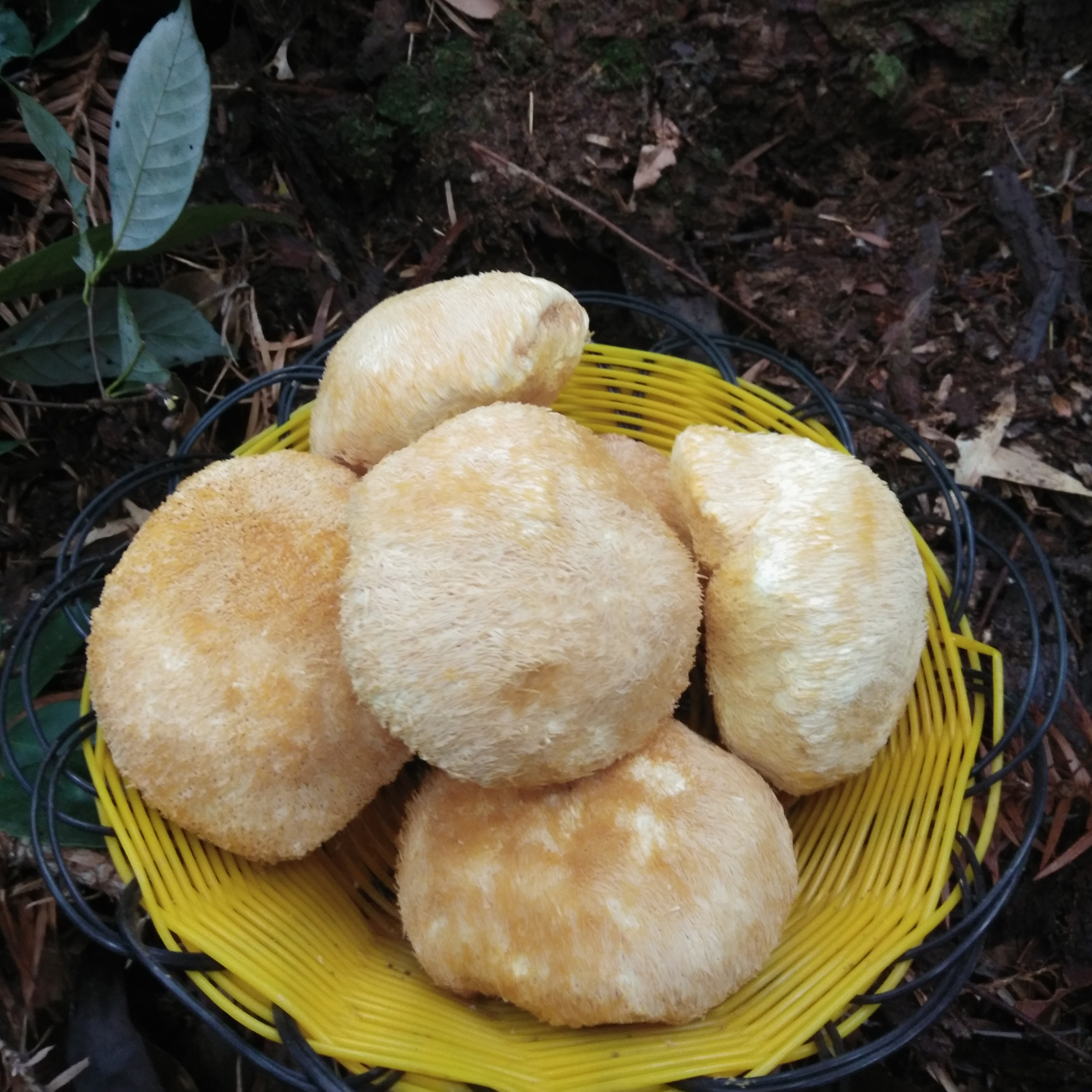 古田农家自产新货猴头菇干货500g菌菇类养胃包邮土特产天然 - 图0