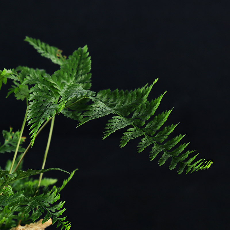 菖蒲虎须微型盆景绿植室内紫砂陶瓷盆栽办公室狼尾蕨桌面绿植摆件-图3