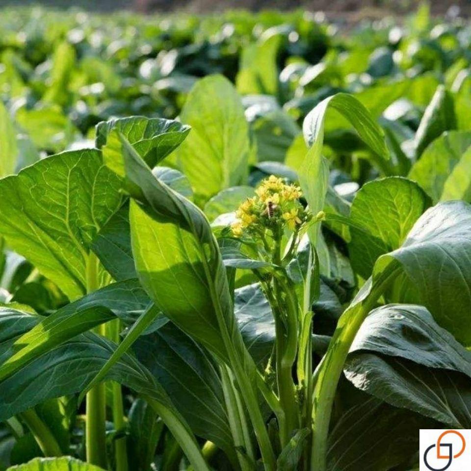 多子多福甜菜心特甜脆菜苔早熟白菜苔多芽菜心种子四季播蔬菜种子-图3