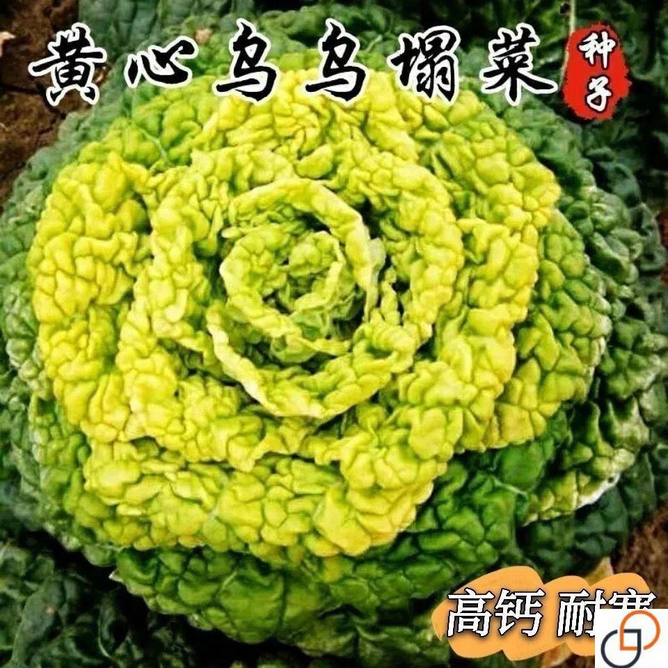 心塌乌菜种子种耐寒黄心菜种籽CJZ菊花心菜籽黄种易黄金乌蔬菜种-图3