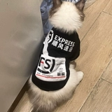 Кошачья одежда экспресс на вынос British Коротко -голубое серебристое серебряное серебряное серебряное серебро слой серебристого серебряного серебра