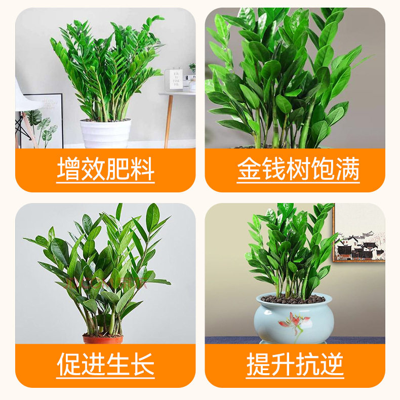 语悦花间金钱树专用免稀释直喷营养液家用养花大盆栽绿植花卉花肥,淘宝优惠券,粉丝福利购,淘宝优惠卷