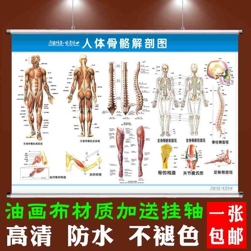 身体肌肉图 新人首单立减十元 21年9月 淘宝海外