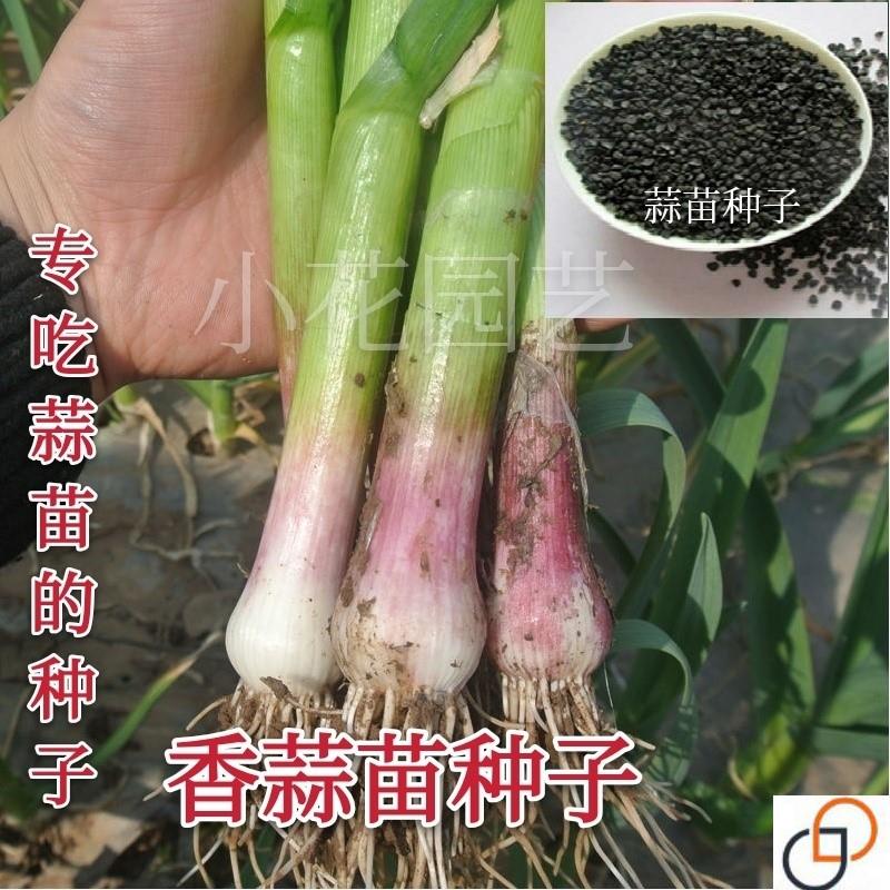 红头蒜苗种子四季播大蒜苗种子阳台盆栽棚种香蒜硬叶蒜苗蒜苗种籽