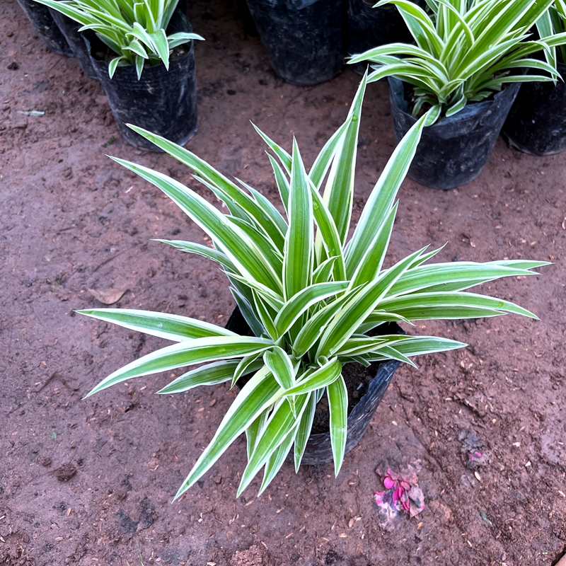 金边吊兰花卉盆栽绿萝发财树植物盆栽绿植水培植物室内好养绿植 - 图1