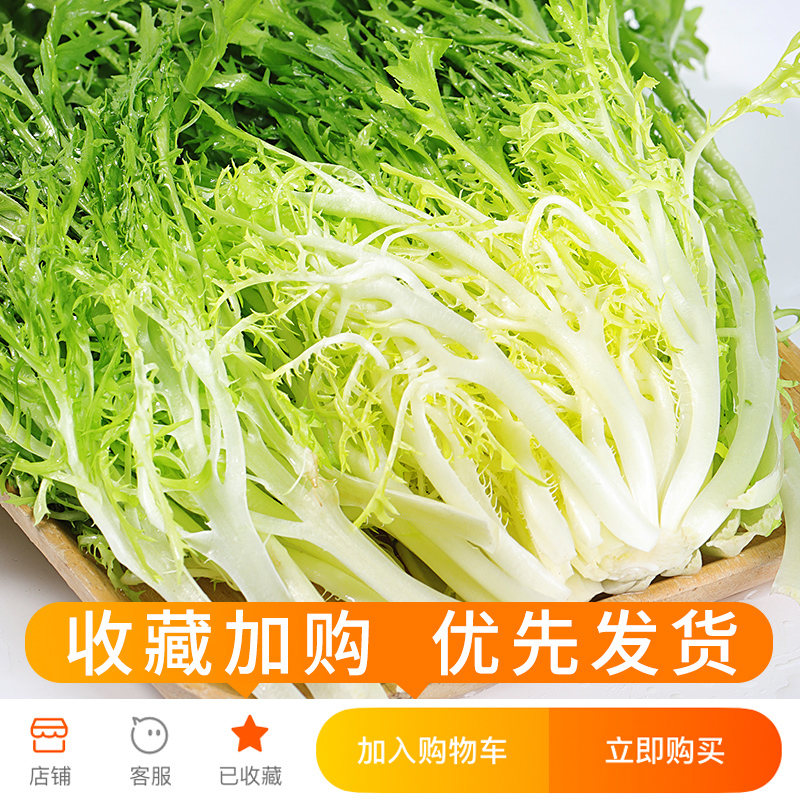 苦菊新鲜苦苣细叶健身轻食生菜沙拉食材500g即食蔬菜沙拉凉拌新鲜-图1