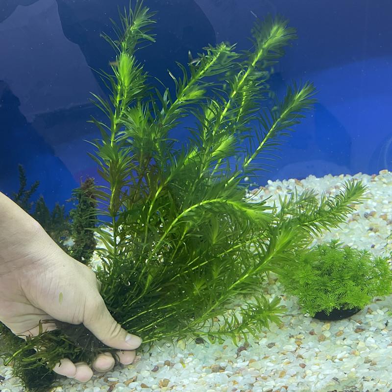 蜈蚣草水草净水植物淡水鱼缸造景懒人水草水底增氧新手活体水草 - 图3