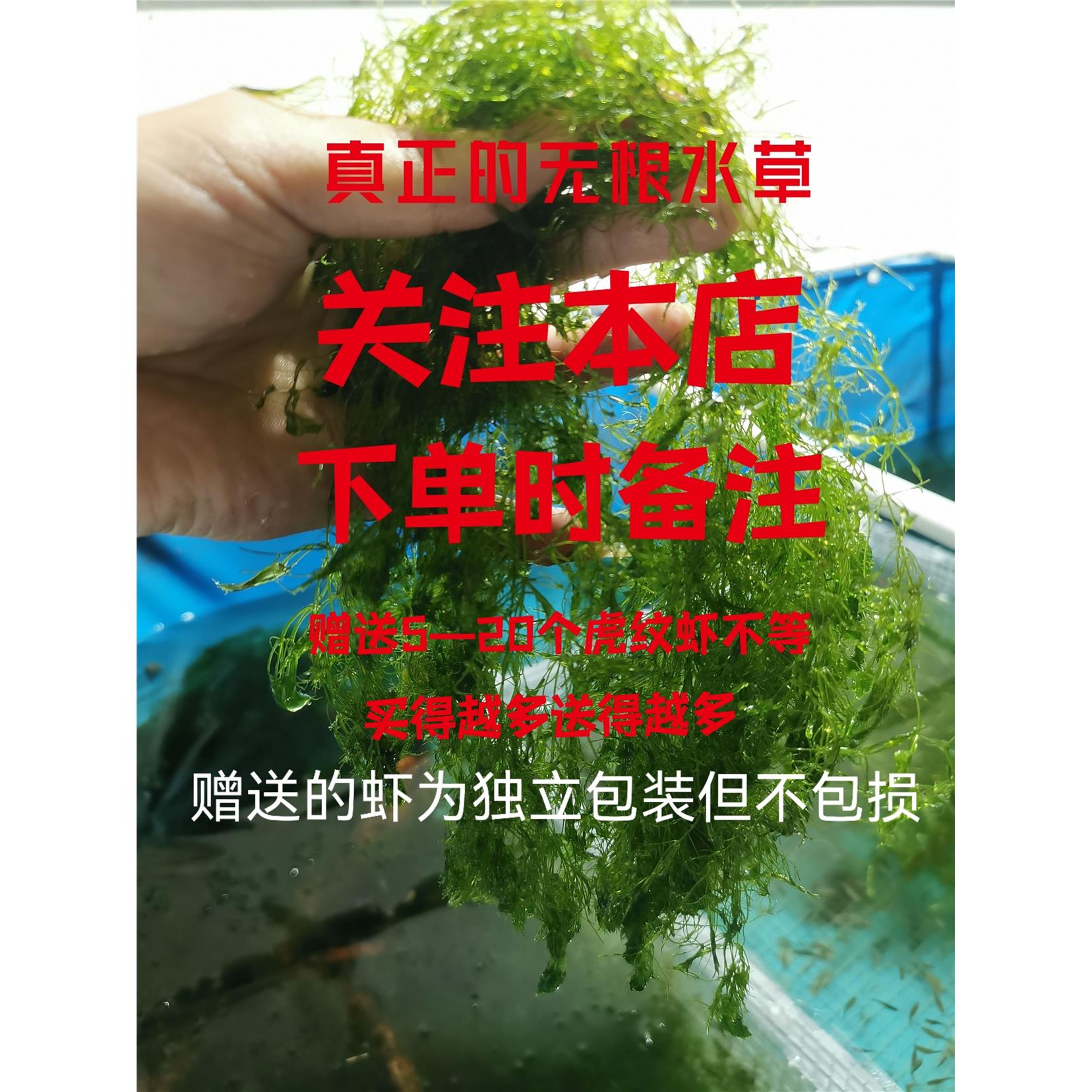 （加关注送虾）满天星水草阴性水生植物耐活生长快鱼虾缸躲避繁殖 - 图0