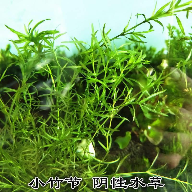 竹节草水草印度小竹节植物水族箱鱼缸造景蜈蚣草绿菊水兰活体真草 - 图1