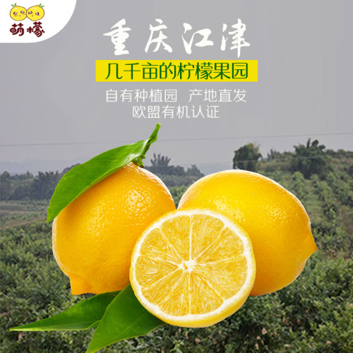 萌檬2斤鲜果柠檬新鲜不打蜡欧盟即食有机黄柠檬即食当季新鲜采摘 - 图1