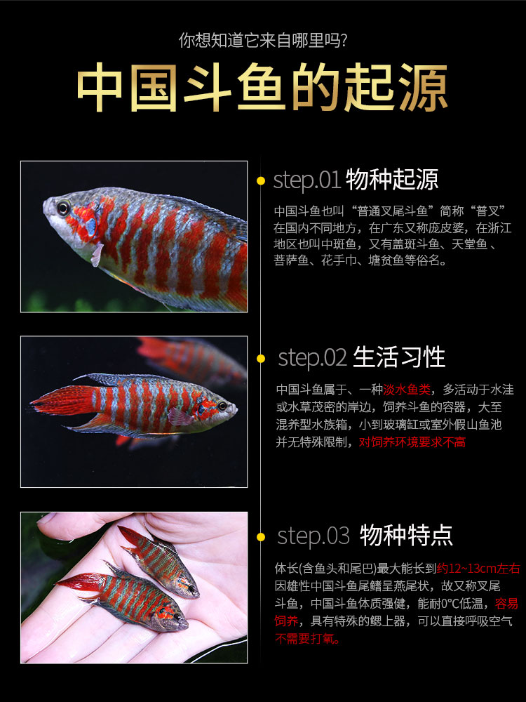中国斗鱼活体活鱼冷水淡水观赏鱼好养耐养金鱼小型鱼改良普叉斗鱼 - 图0