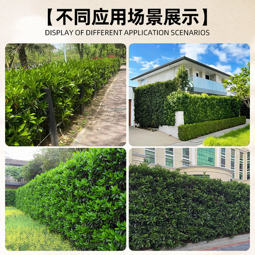 法国冬青树苗绿篱四季常青耐寒抗冻绿化苗庭院盆栽围墙大叶篱笆苗 - 图1