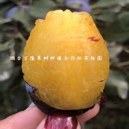 蓝蜜西梅苗大果女神西梅树果苗法兰西西梅树树苗南北方种植果树苗 - 图3