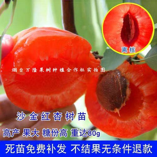 新品种杏树嫁接苗特大沙金红杏树苗红杏子苗南方北方种植盆栽地 - 图3