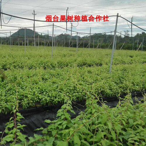 正宗龙城二号软枣猕猴桃2号果树果苗南方种植盆栽地栽特大奇异果 - 图2