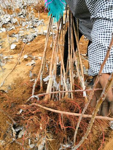 新品种杏树嫁接苗特大沙金红杏树苗红杏子苗南方北方种植盆栽地 - 图2