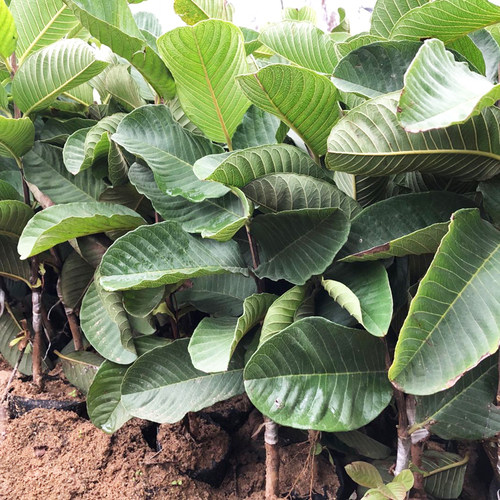 番石榴苗红宝石苗少籽帝王芭乐红心芭乐带土果树嫁接苗当年结果 - 图2