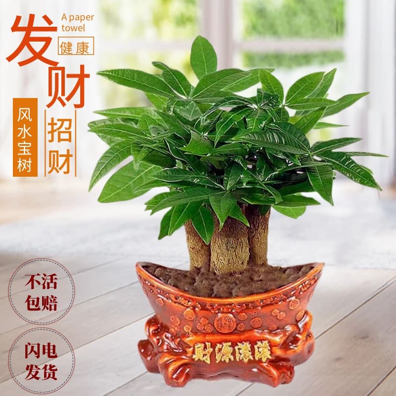 发财树小盆栽四季好水养招财办公室绿萝箩水培绿植花卉植物室内花 - 图0