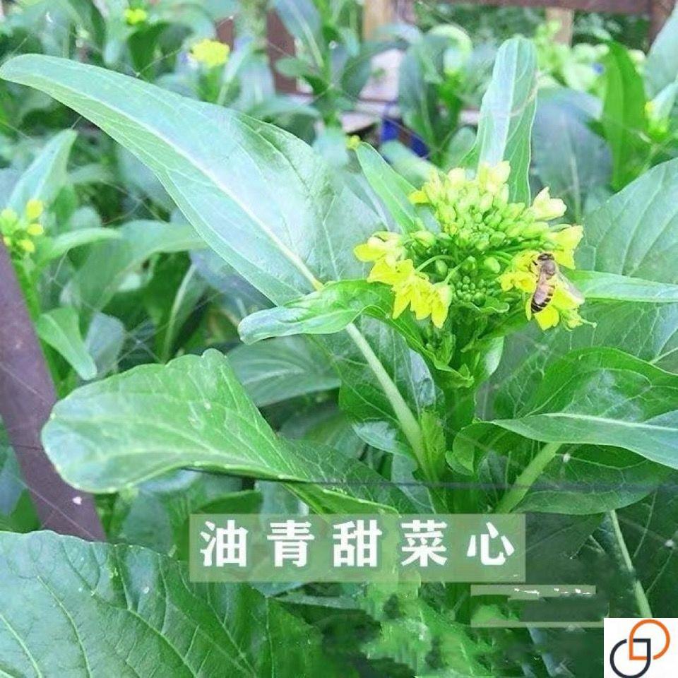 油青甜菜种子四VDV心季播阳台种菜籽广东菜心菜苔蔬菜菜种子夏播