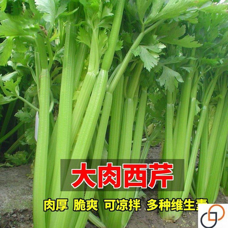 大肉西芹种子芹菜种籽肉厚实芹脆爽阳台盆栽庭院农家菜园蔬菜种孑