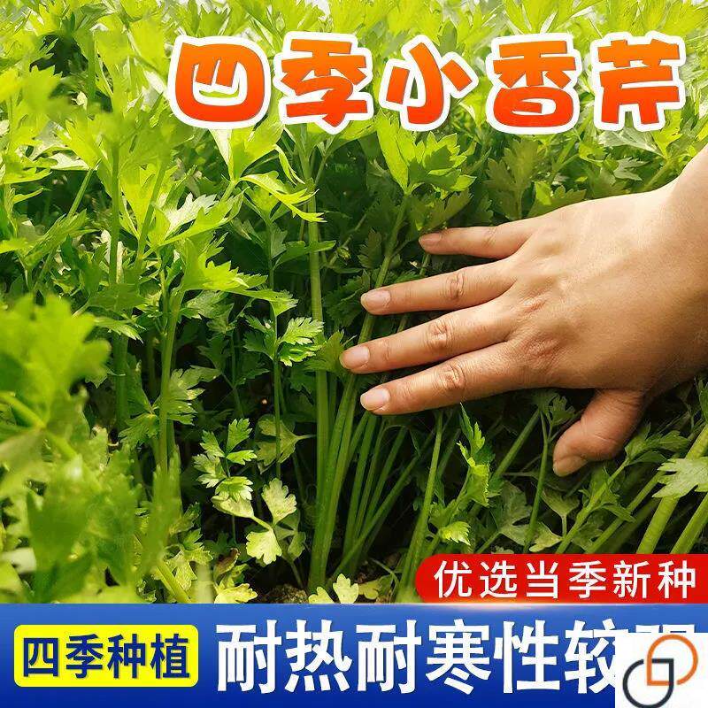 四季小香芹种子水芹小芹菜种孑速生易种蔬菜种籽阳台田园菜籽种
