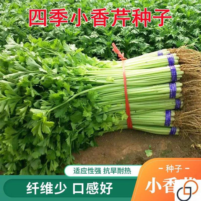 四季小香芹种子水芹小芹菜种孑速生易种蔬菜种籽阳台田园菜籽种