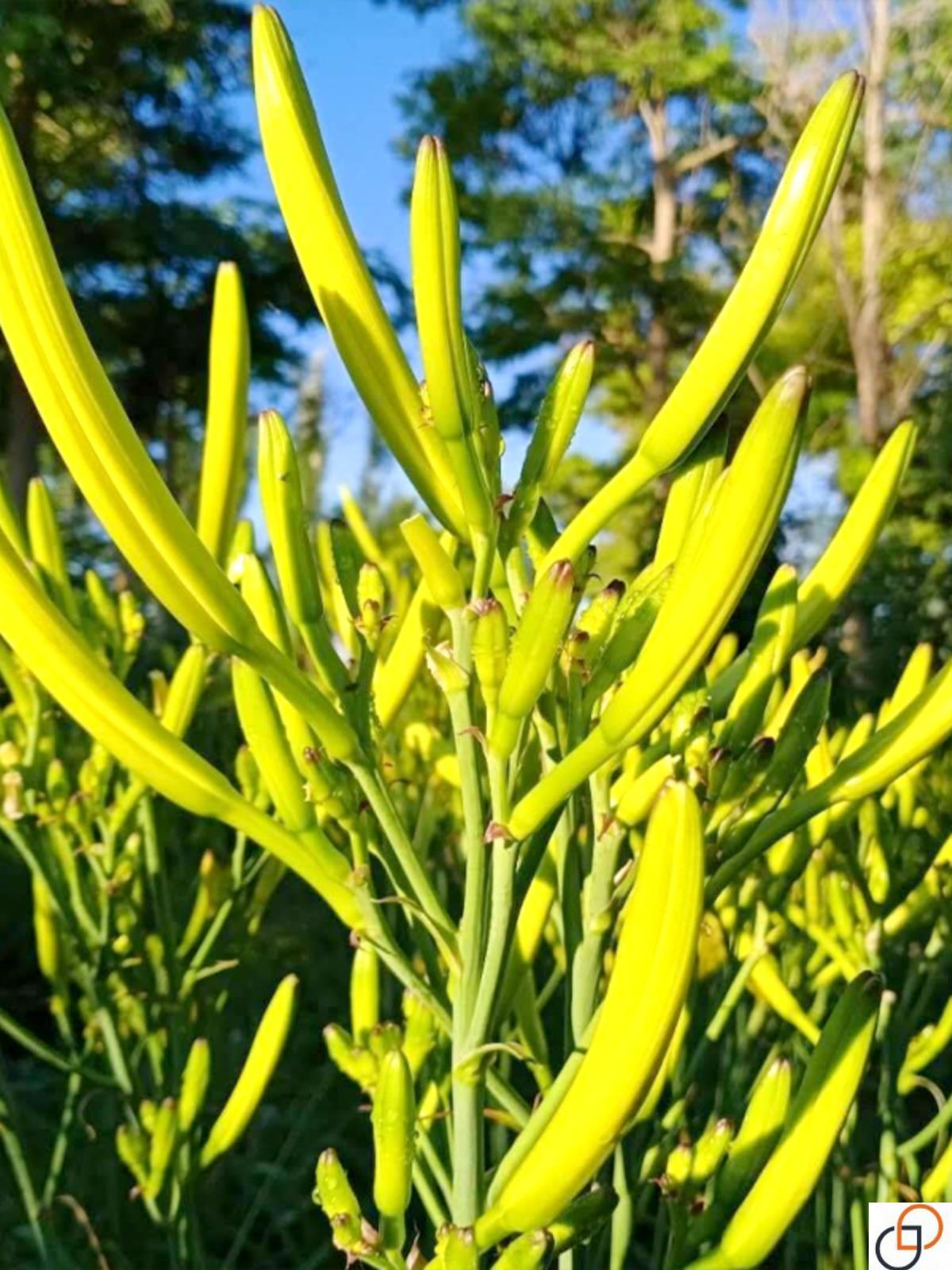 黄花菜种子种籽菜金针菜菜籽蔬菜种苗孑籽种根四季种植菜种食用苗