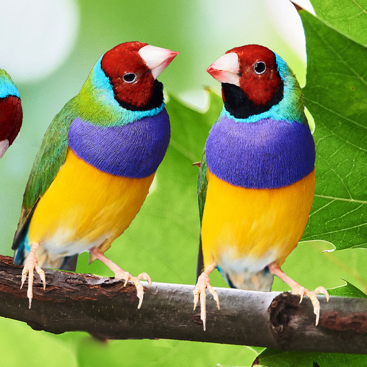 白珍珠鸟活体白文鸟灰文鸟灰珍珠送粮观赏宠物鸟活物手养珍珠一对,淘宝优惠券,粉丝福利购,淘宝优惠卷