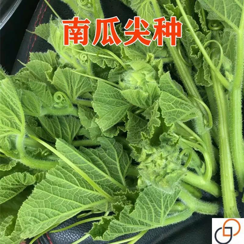 养生南瓜尖种子适应强四季易种植倭瓜尖番瓜尖藤叶产量高蔬菜种籽 - 图0