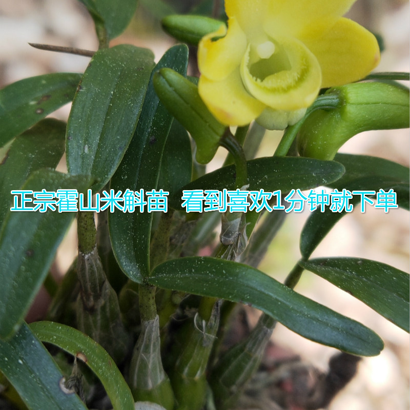  徽真斛石斛/枫斗