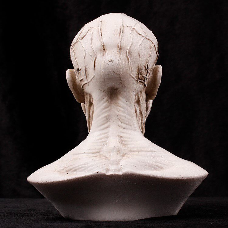 人体头部肌肉结构模型美术教学艺考素描速写写生道具人体头部骷髅