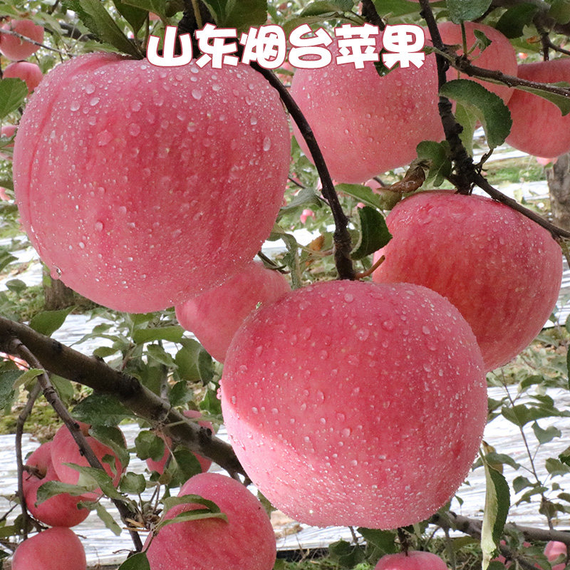红富士苹果水果新鲜脆甜10当季整箱山东烟台丑苹果冰糖心栖霞苹果