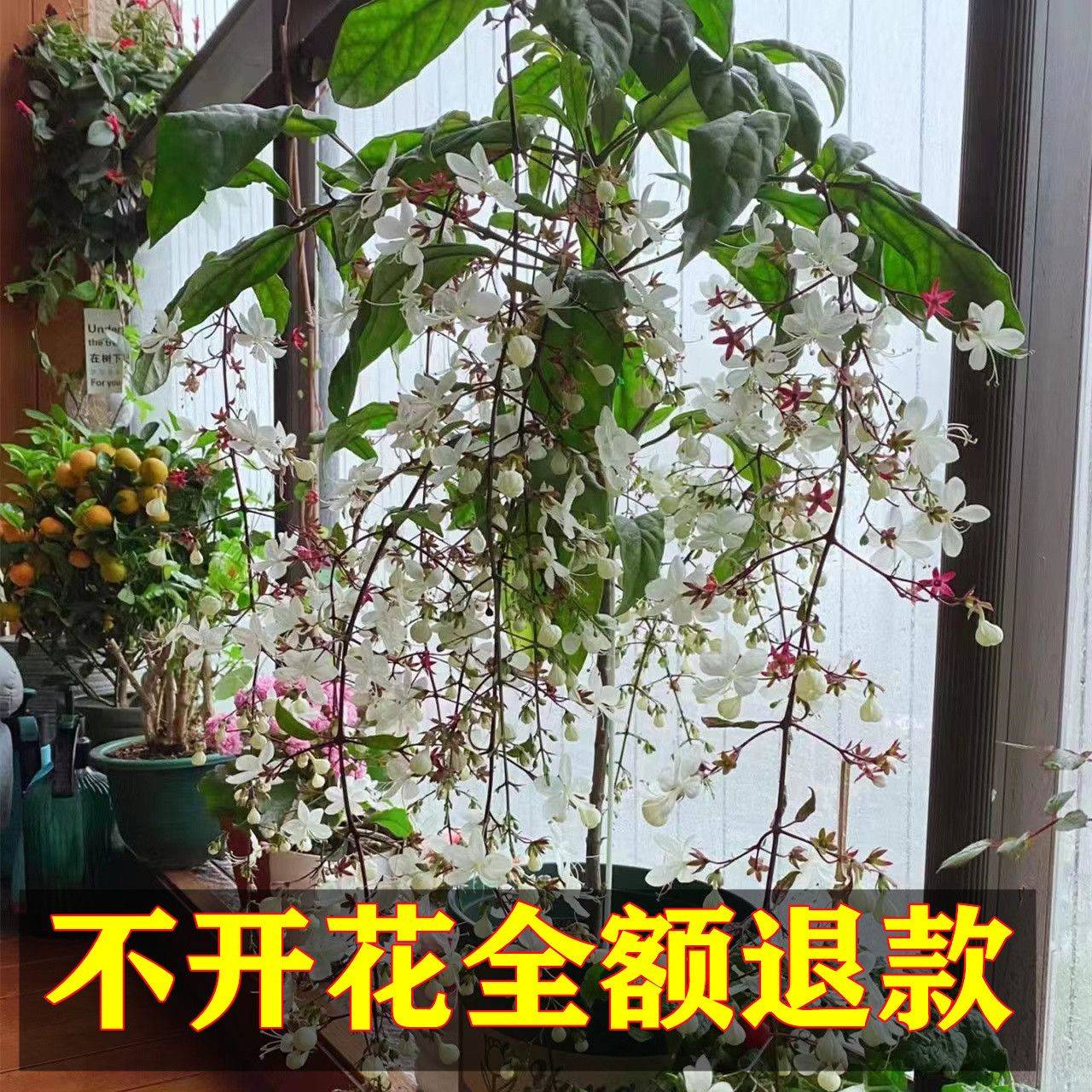 【买一送一】珍稀品种垂丝茉莉垂吊室内绿植盆栽四季开花浓香型 - 图1