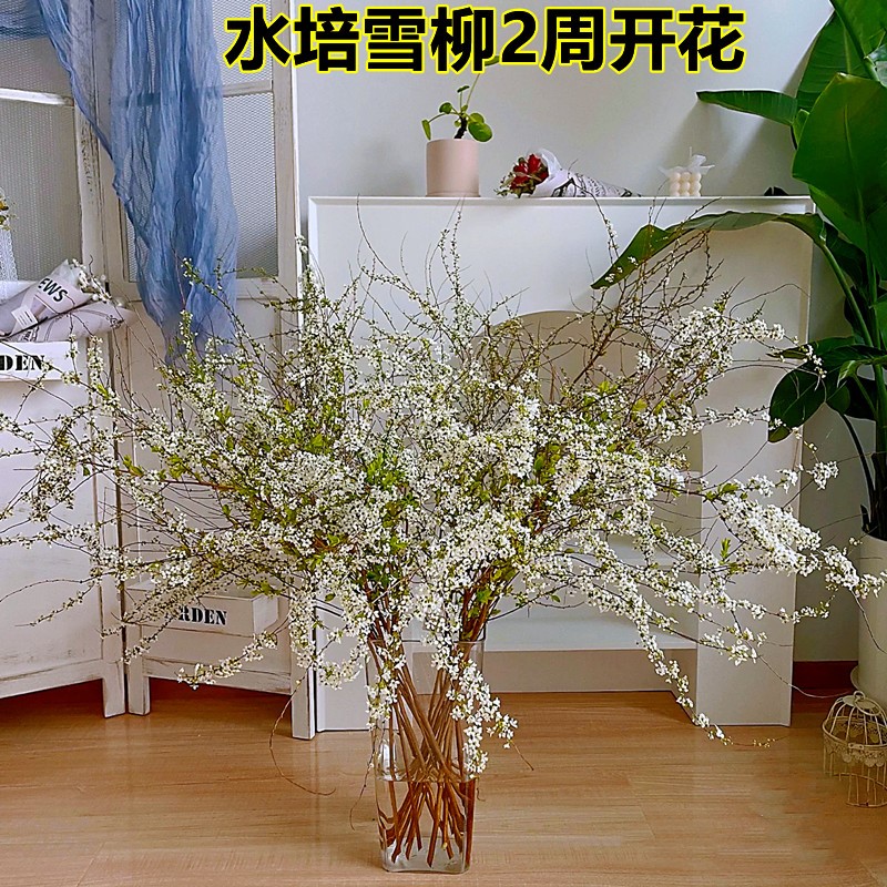 雪柳鲜枝干支枝盆栽喷雪花水培植物花卉室内插水开花树苗绿植龙柳_虎窝淘