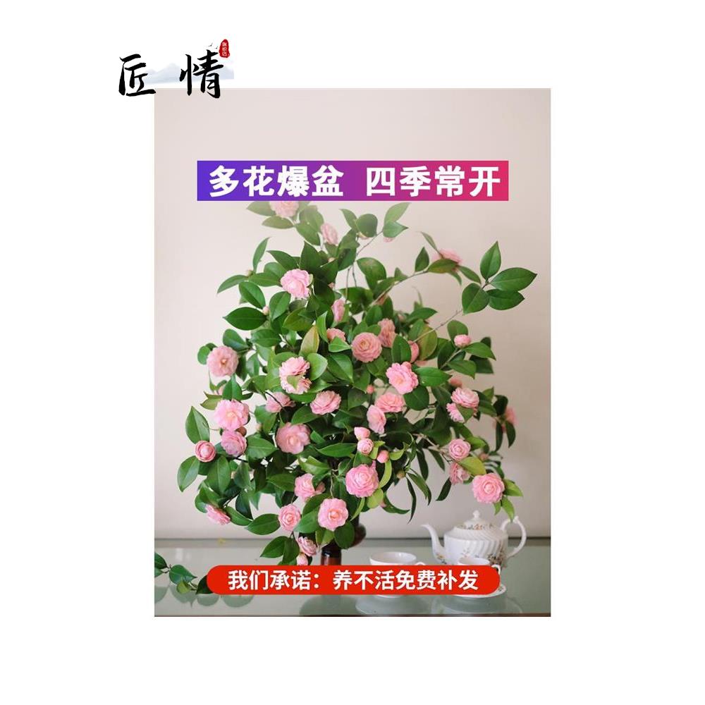 正黄旗茶花盆带花苞树苗 浓香花卉 庭院栽室外四季山茶花观花植物 - 图2