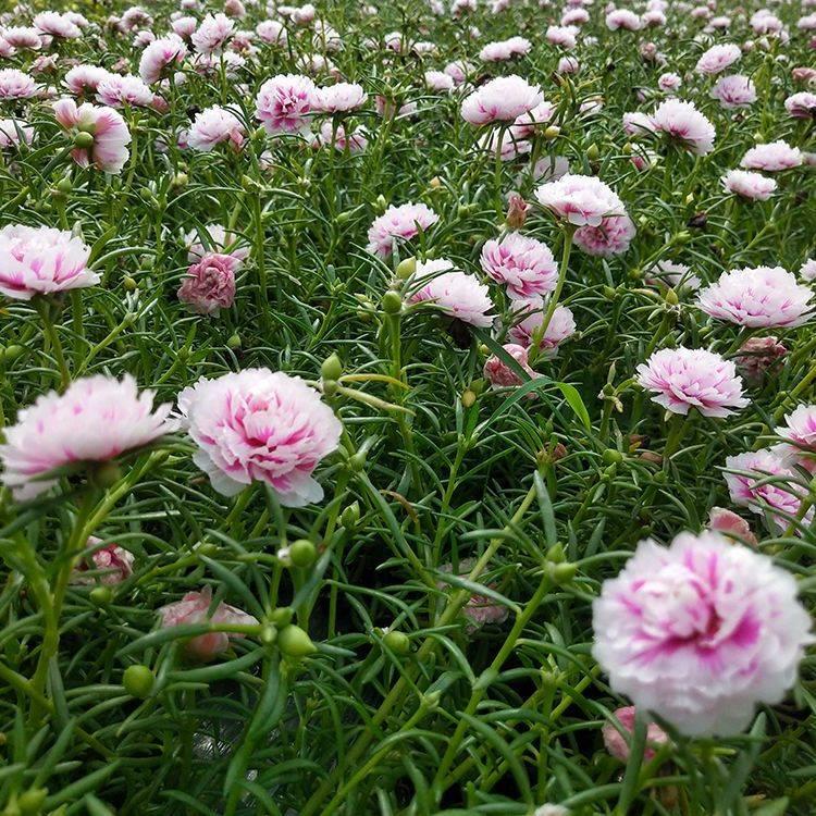 重瓣太阳花花苗带根带花苞四季开花植物阳台庭院花卉宿根盆栽 - 图0