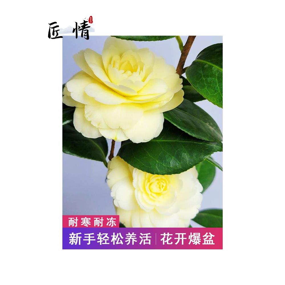 正黄旗茶花盆带花苞树苗 浓香花卉 庭院栽室外四季山茶花观花植物 - 图0