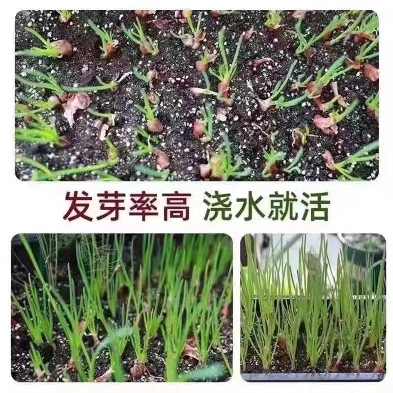 种植专用四川小香葱红葱头种子带芽盆栽火葱四季葱苗榨葱油干葱头 - 图1